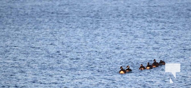 February 1, 2026 Sunset Swans Icicles Moon 4964