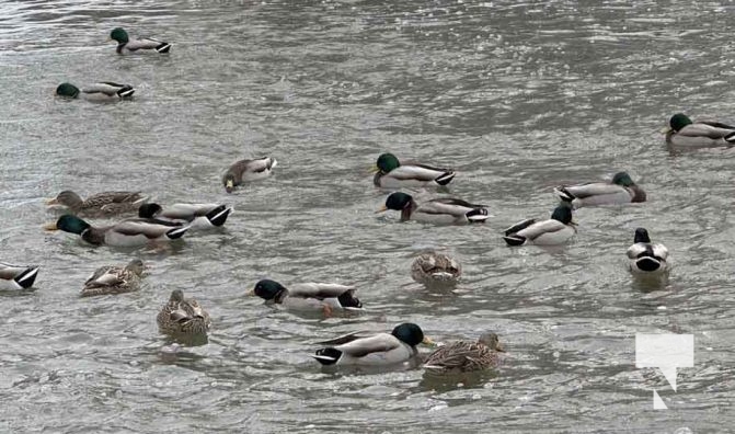 February 12, 2026 Frozen Ganaraska River5149