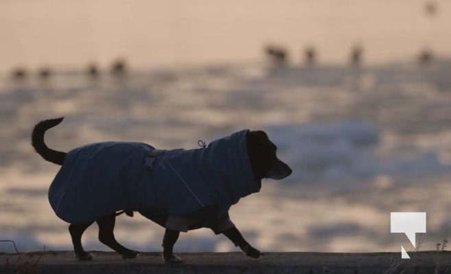 February 17, 2026 Dog Harbour0101