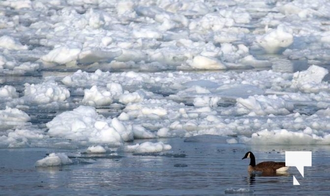 February 17, 2026 Ducks Winter Harbour0091