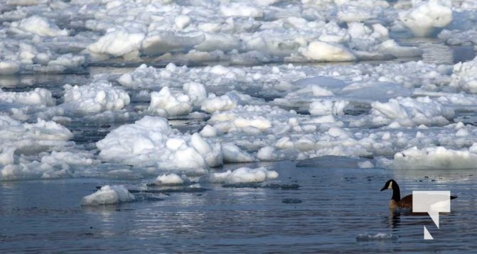 February 17, 2026 Ducks Winter Harbour0092