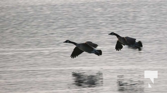 February 17, 2026 Ducks Winter Harbour0093