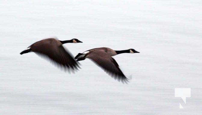 February 17, 2026 Ducks Winter Harbour0096