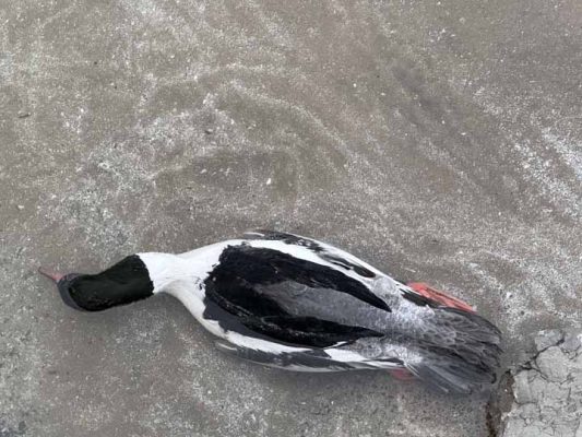 March 10, 2026 Dead Birds Waterfowl Cobourg Harbour0474