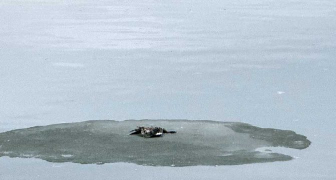 March 10, 2026 Dead Birds Waterfowl Cobourg Harbour0476