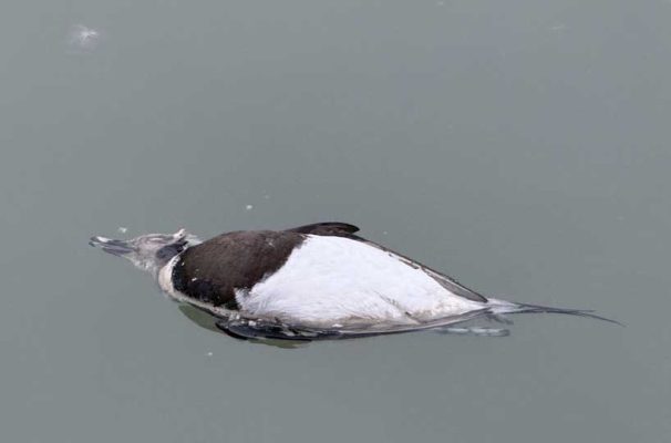 March 10, 2026 Dead Birds Waterfowl Cobourg Harbour0477