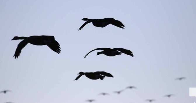 March 17, 2026 Geese 0108