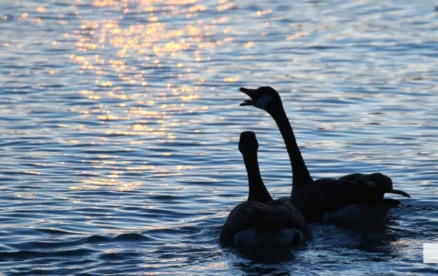 March 17, 2026 Geese 0109