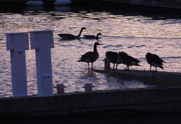 March 27, Cobourg Sinking Docks 0384