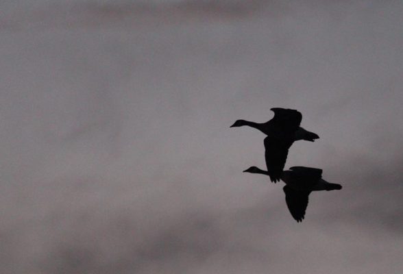 March 27, Geese 0380