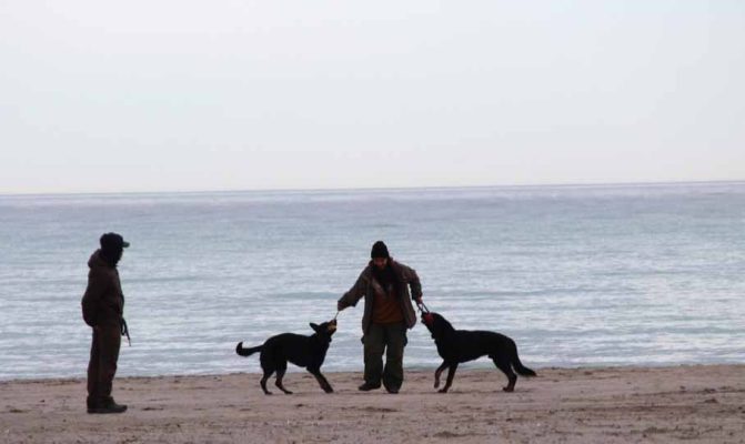 March 30, 2026 Dog Victoria Beach Cobourg 0472