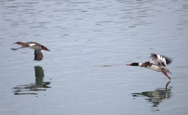 March 30, 2026 Ducks 0474