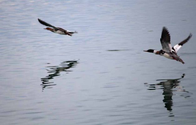 March 30, 2026 Ducks 0475