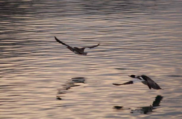 March 30, 2026 Ducks 0476