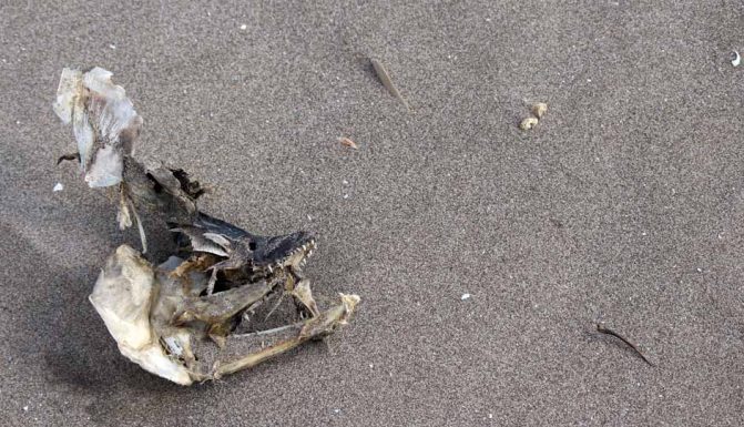 March 30, 2026 Fish Head Sand Beach 0465