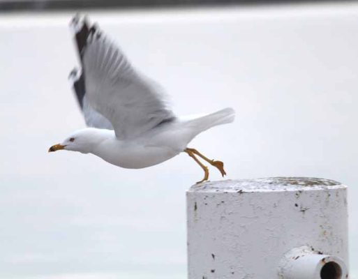 March 30, 2026 Seagull 0473