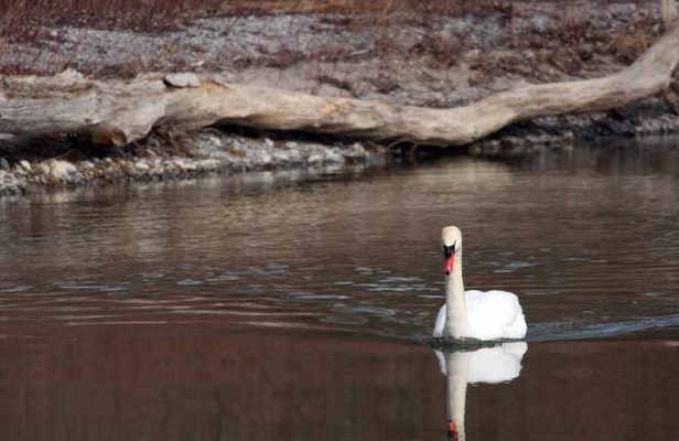 March 30, 2026 Swan Port Hope 0462