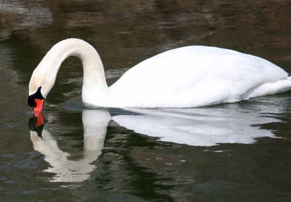 March 30, 2026 Swan Port Hope 0463