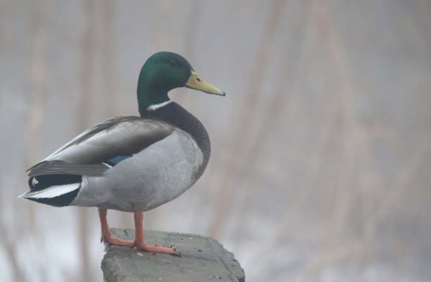 March 7, 2026 fog ducks0334