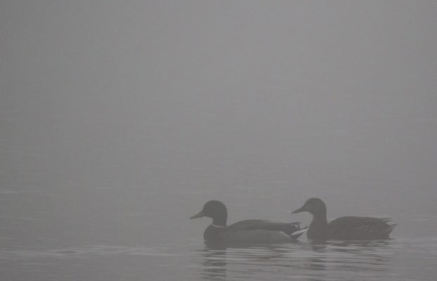 March 7, 2026 fog ducks0335