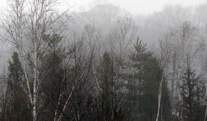 March 7, 2026 fog forest0328