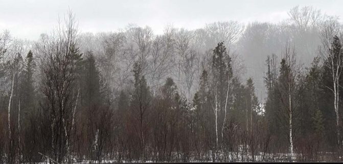 March 7, 2026 fog forest0330