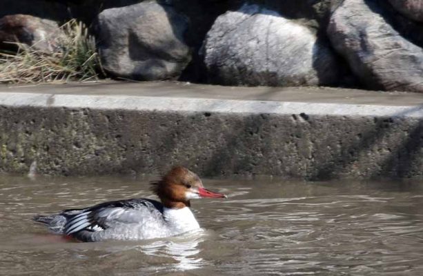 March 8, 2026 Ducks Ganaraska River0374