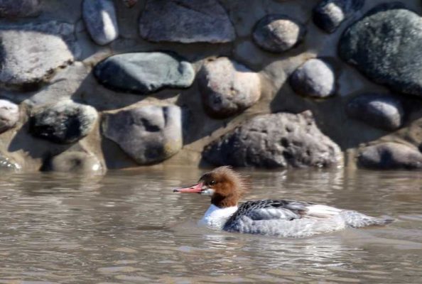March 8, 2026 Ducks Ganaraska River0375