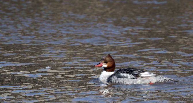 March 8, 2026 Ducks Ganaraska River0376
