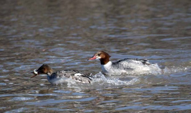 March 8, 2026 Ducks Ganaraska River0377