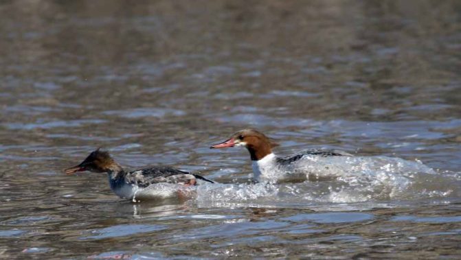 March 8, 2026 Ducks Ganaraska River0378