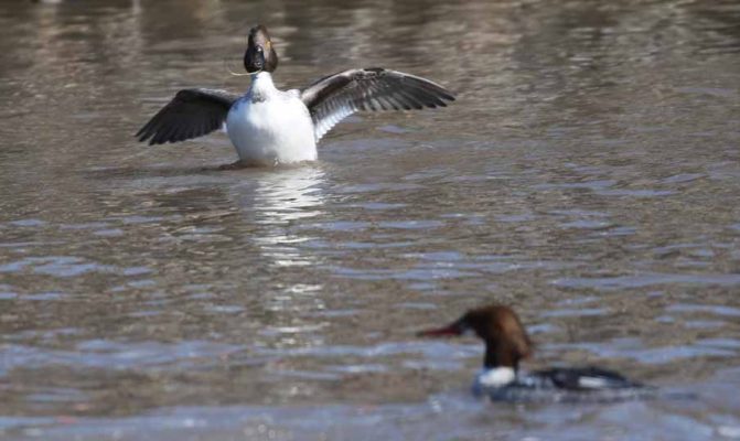 March 8, 2026 Ducks Ganaraska River0379