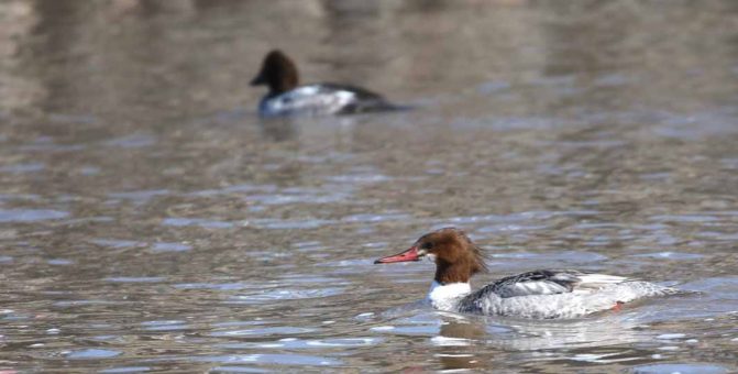 March 8, 2026 Ducks Ganaraska River0380