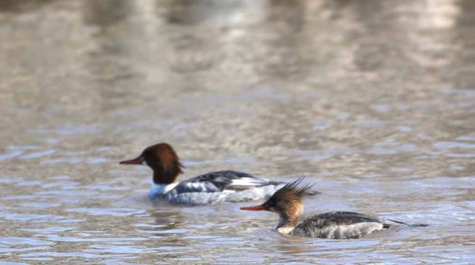 March 8, 2026 Ducks Ganaraska River0381