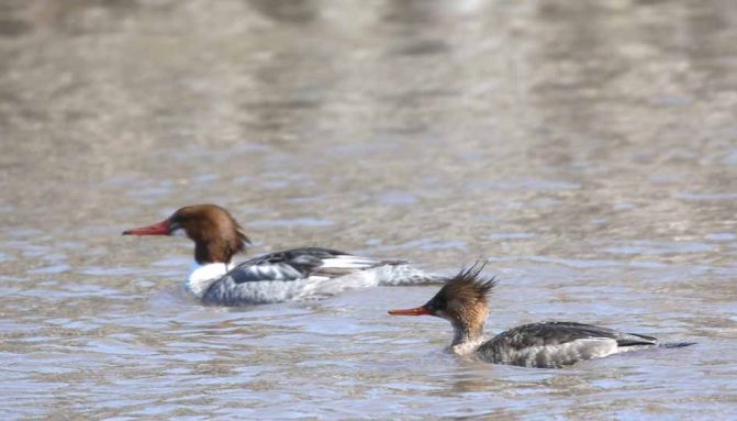 March 8, 2026 Ducks Ganaraska River0382