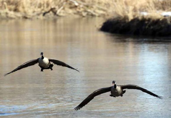 March 9, 2026 Geese Cobourg0432
