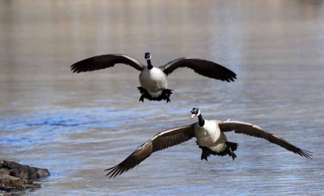 March 9, 2026 Geese Cobourg0433