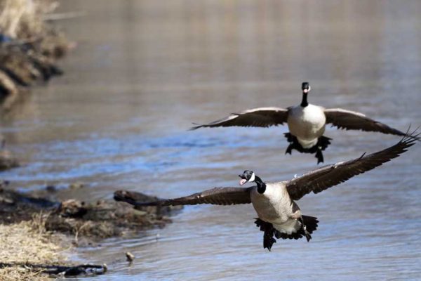 March 9, 2026 Geese Cobourg0434