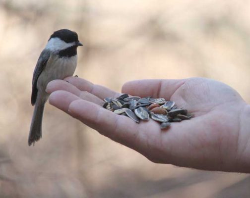 Apri 3, 2026 Chickadee Bird Feeding 0526