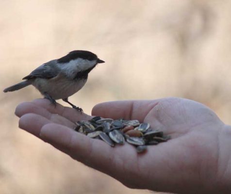 Apri 3, 2026 Chickadee Bird Feeding 0527