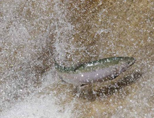 Apri 3, 2026 Rainbow Trout 0498