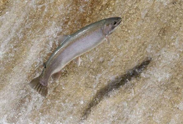 Apri 3, 2026 Rainbow Trout 0499