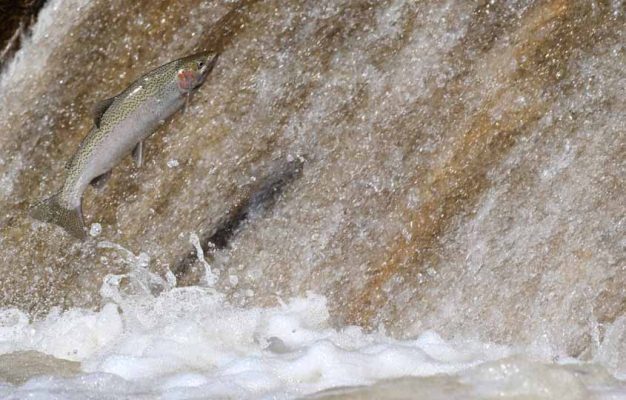 Apri 3, 2026 Rainbow Trout 0500