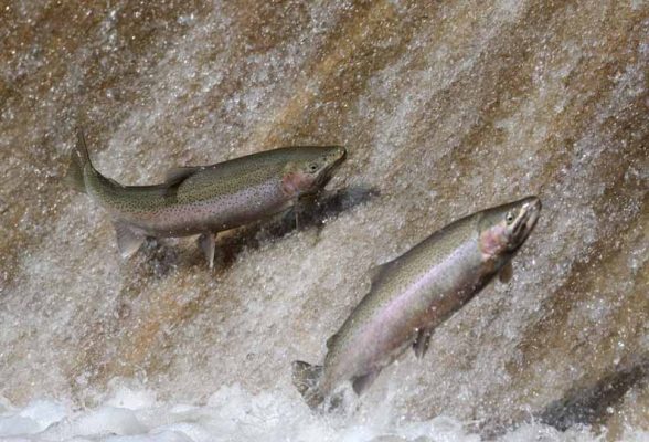 Apri 3, 2026 Rainbow Trout 0501