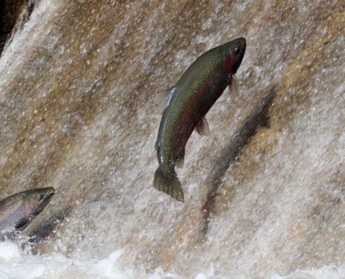 Apri 3, 2026 Rainbow Trout 0502