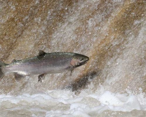 Apri 3, 2026 Rainbow Trout 0503