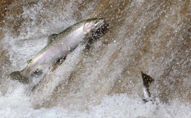 Apri 3, 2026 Rainbow Trout 0504