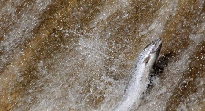 Apri 3, 2026 Rainbow Trout 0505