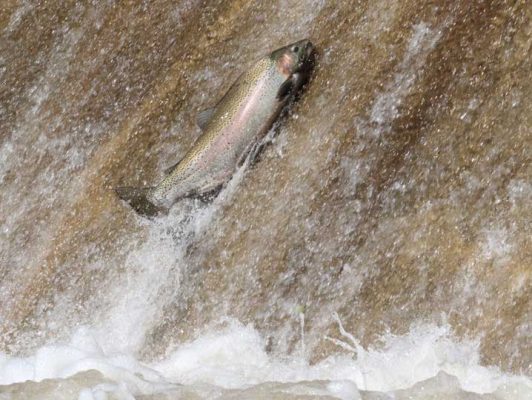 Apri 3, 2026 Rainbow Trout 0506