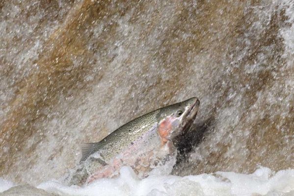 Apri 3, 2026 Rainbow Trout 0507